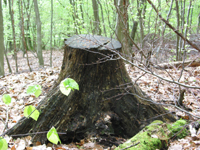 Baumstumpf