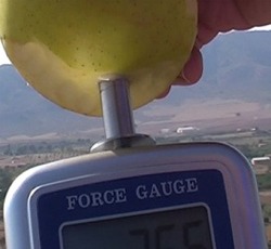 Penetrómetro determinando la firmeza de una manzana con su puntal más grande (11 mm).