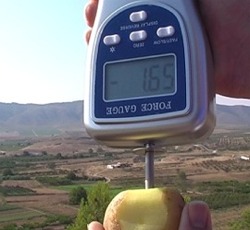 Penetrómetro determinando la firmeza de una patata con el puntal de 8 mm.